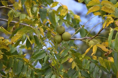 2025 one pound Wild Foraged Pennsylvania Black Walnuts in Shell Cleaned