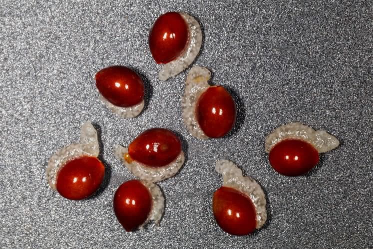 Bloodroot Seeds for planting Sanguinaria Canadensis Shade loving ...