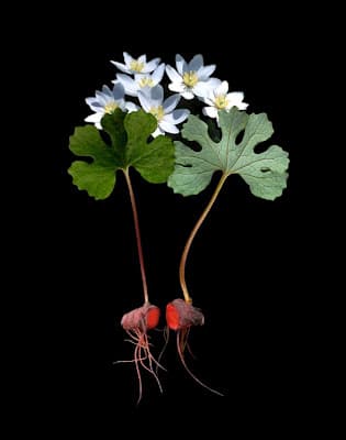 Bloodroot Seeds for planting Sanguinaria Canadensis Shade loving ...