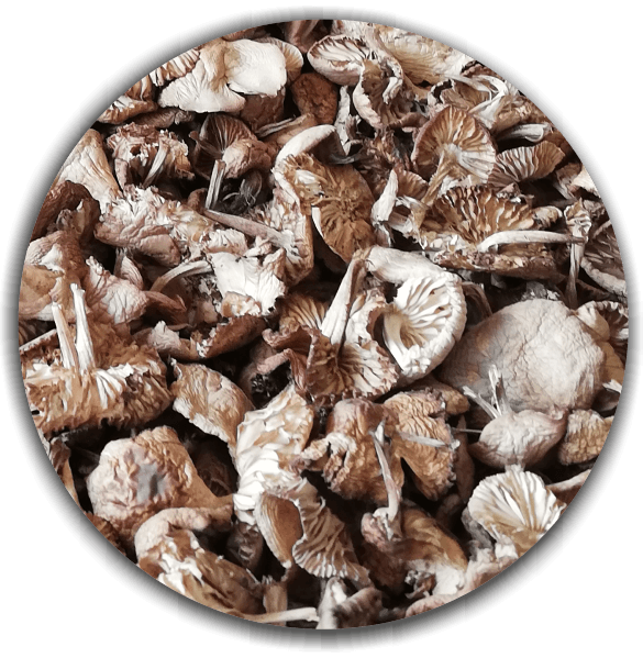 Product image #2