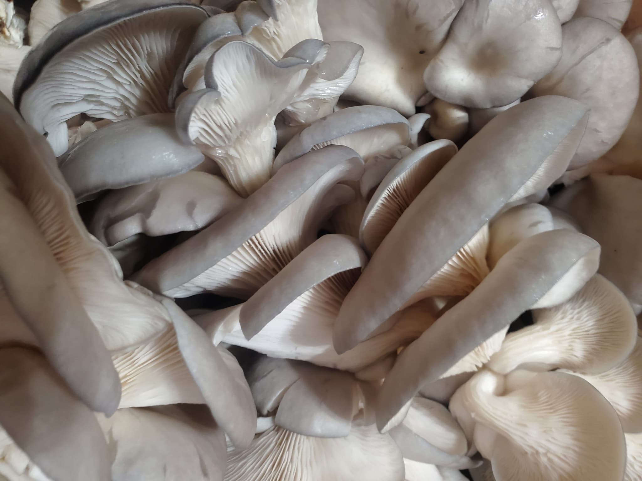 Fresh Blue Oyster Mushrooms
