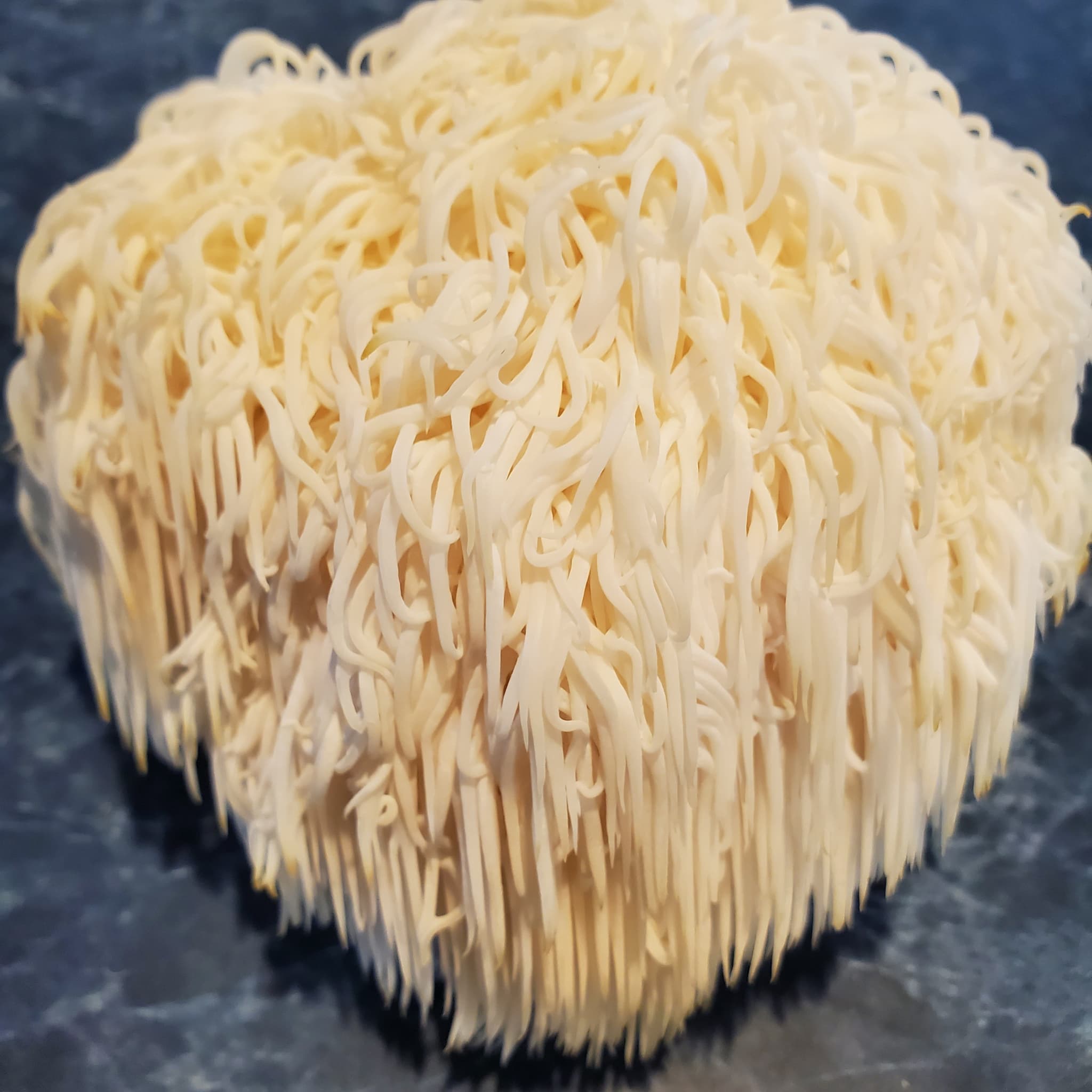 Fresh Lion's Mane Mushrooms