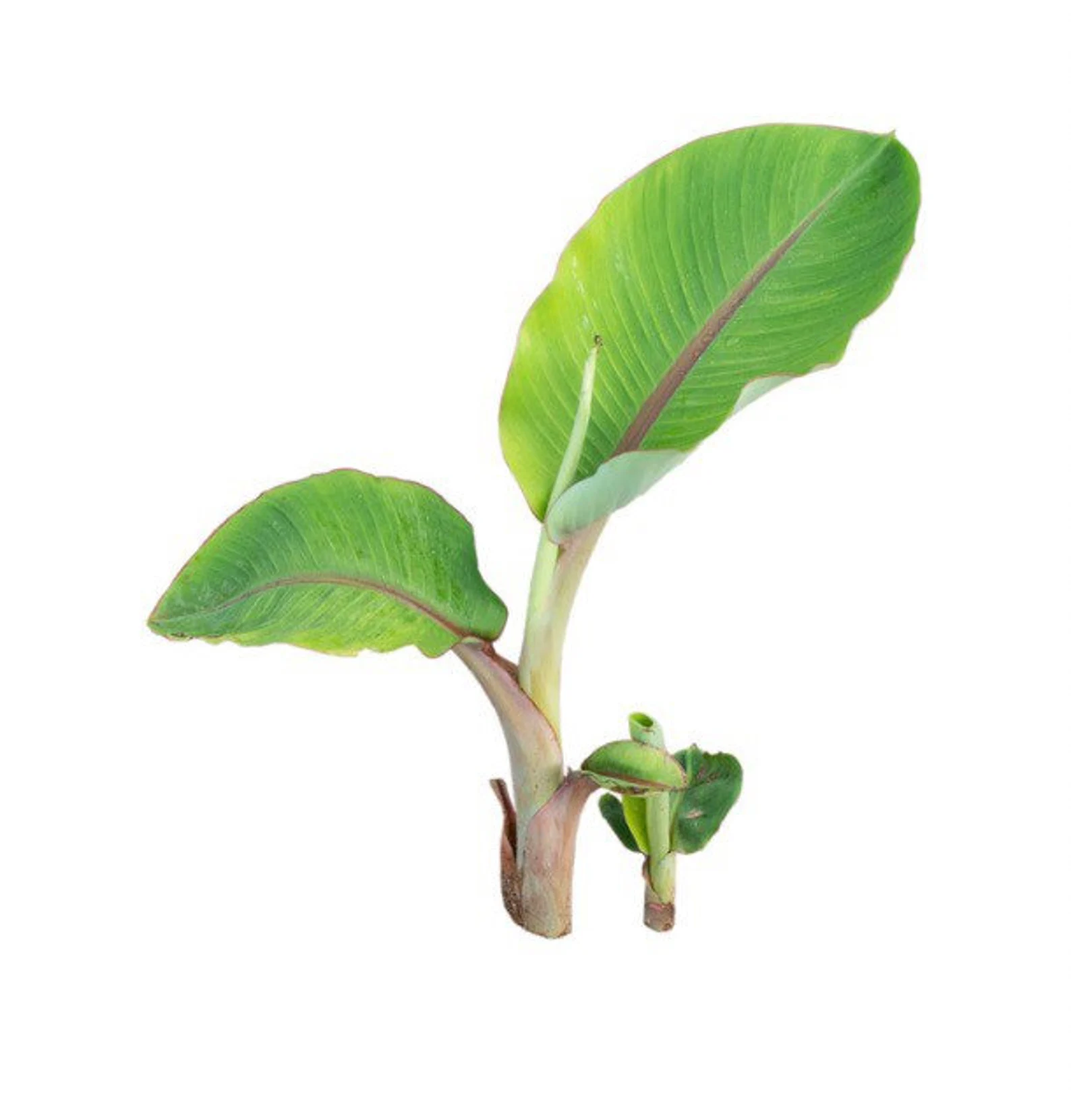 Product image #1