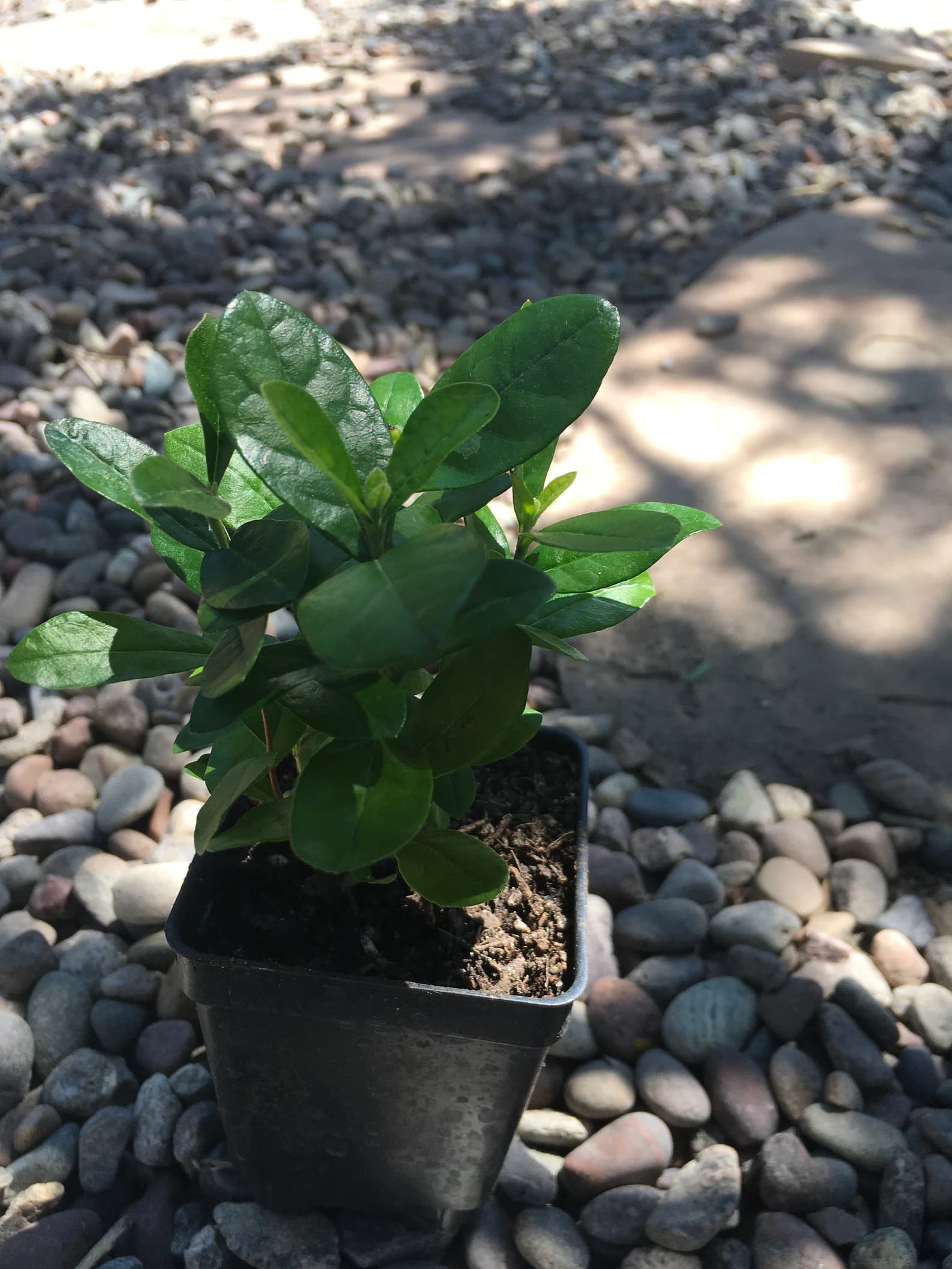 Product image #4