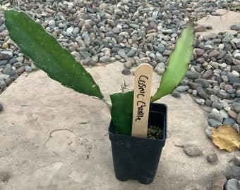Product image #1
