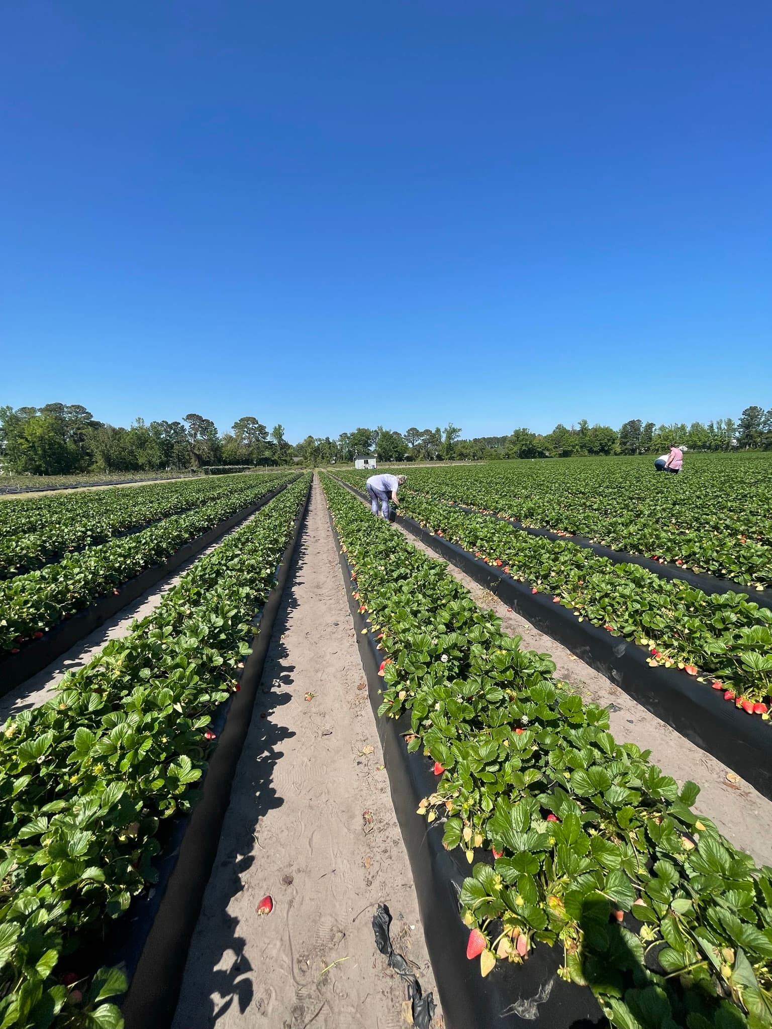 Leggy Flats Farm's banner