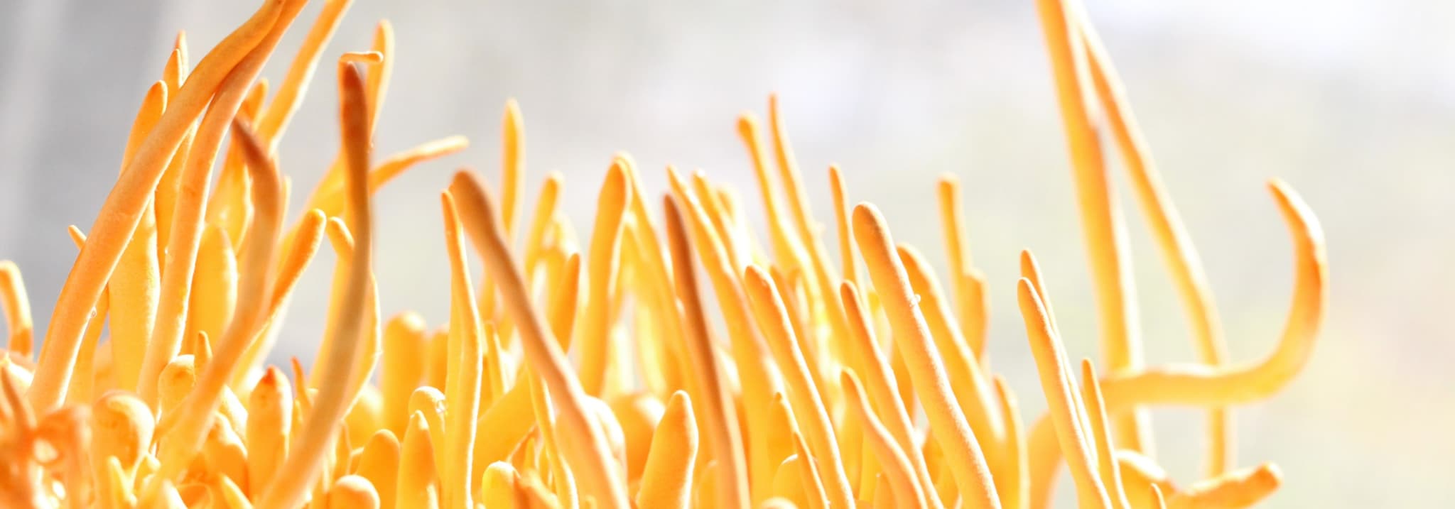 Cordyceps Connection 's banner