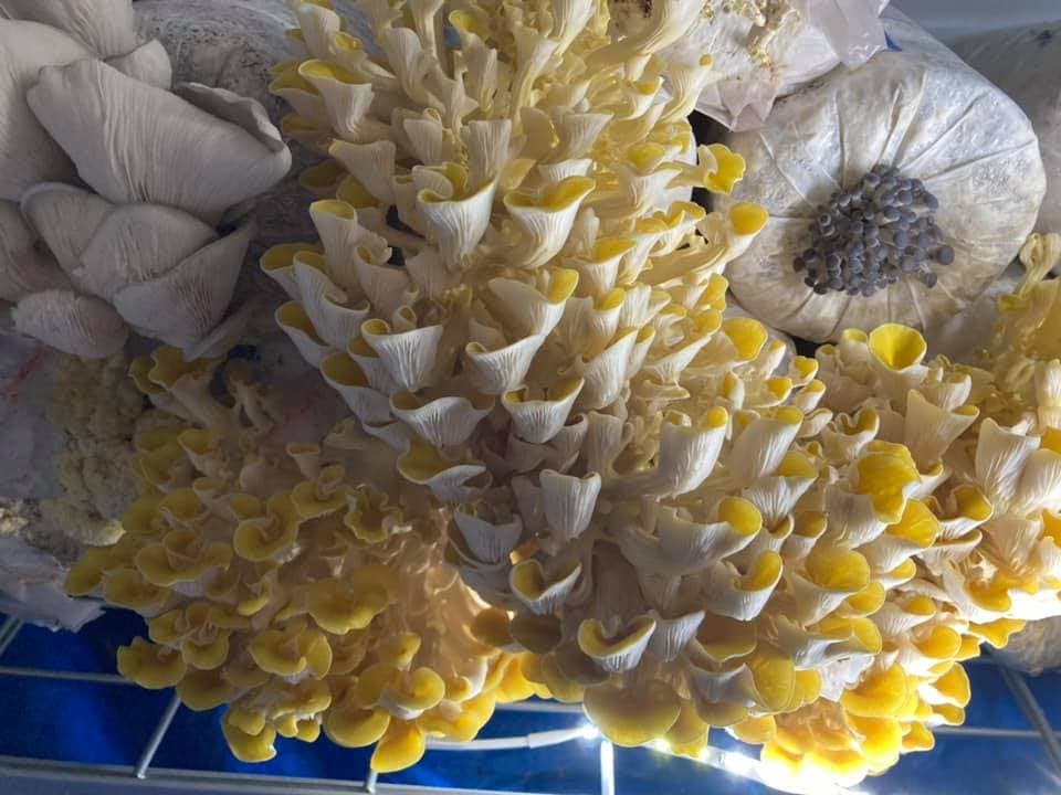 Myco.llection mushrooms's banner