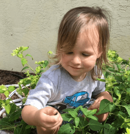 AndersonsTropicals