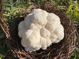Freedom Fungi