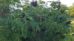 Graft N Gro Nursery