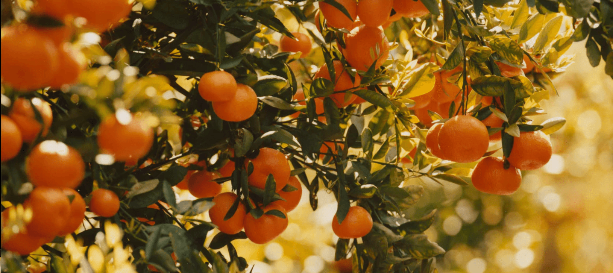 Marmalade Grove's banner