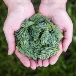 Healing Ecosystems