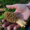 Midwestern Foraged Goods