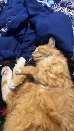 Orange Cat Farms