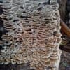 Wild Mushrooms