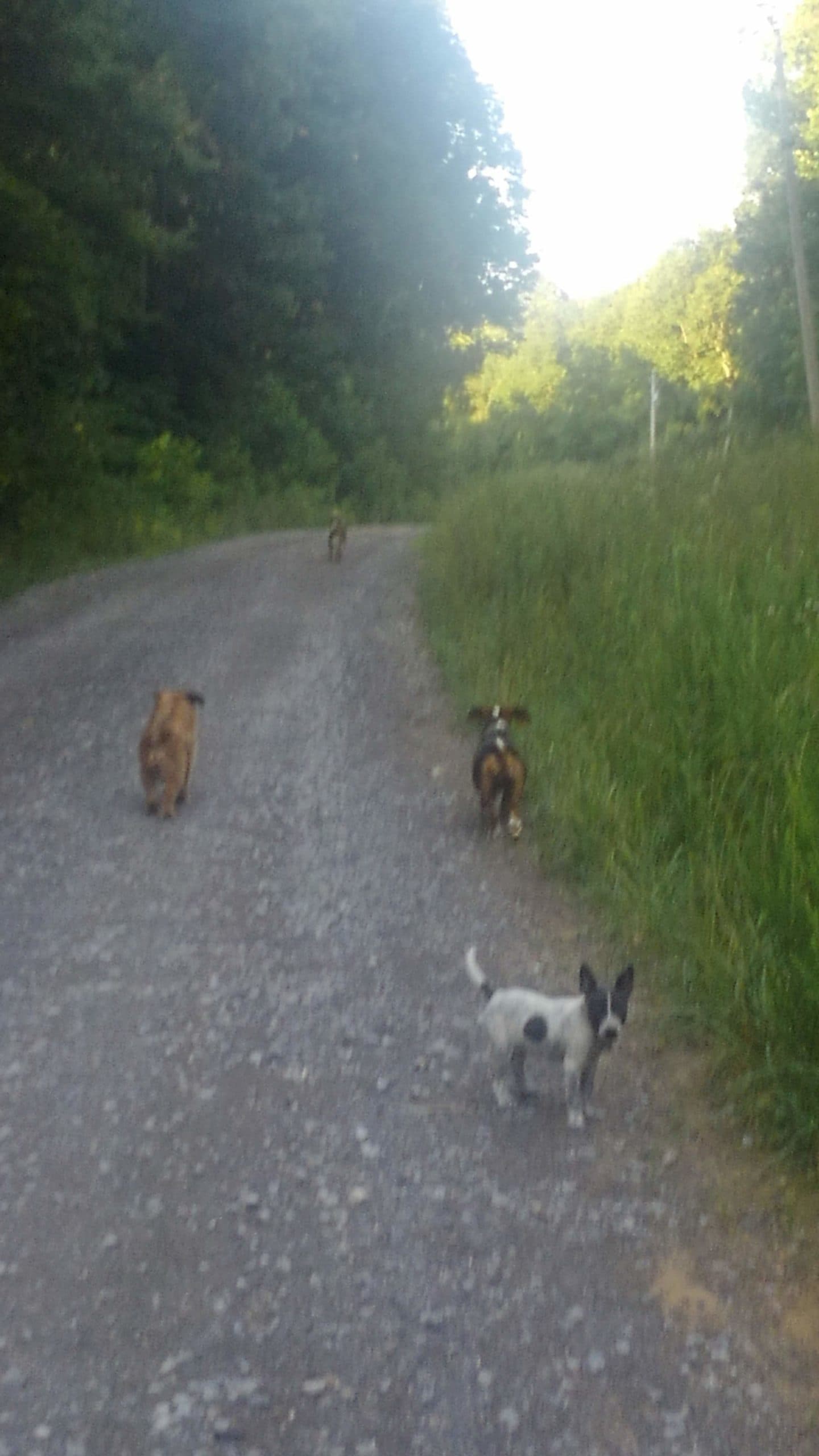 Road Dog Mountain's banner