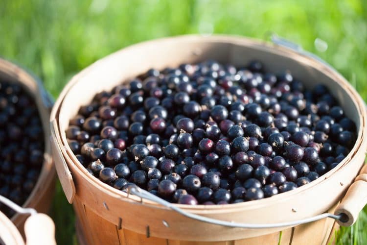 Blue Fruit Farm's banner