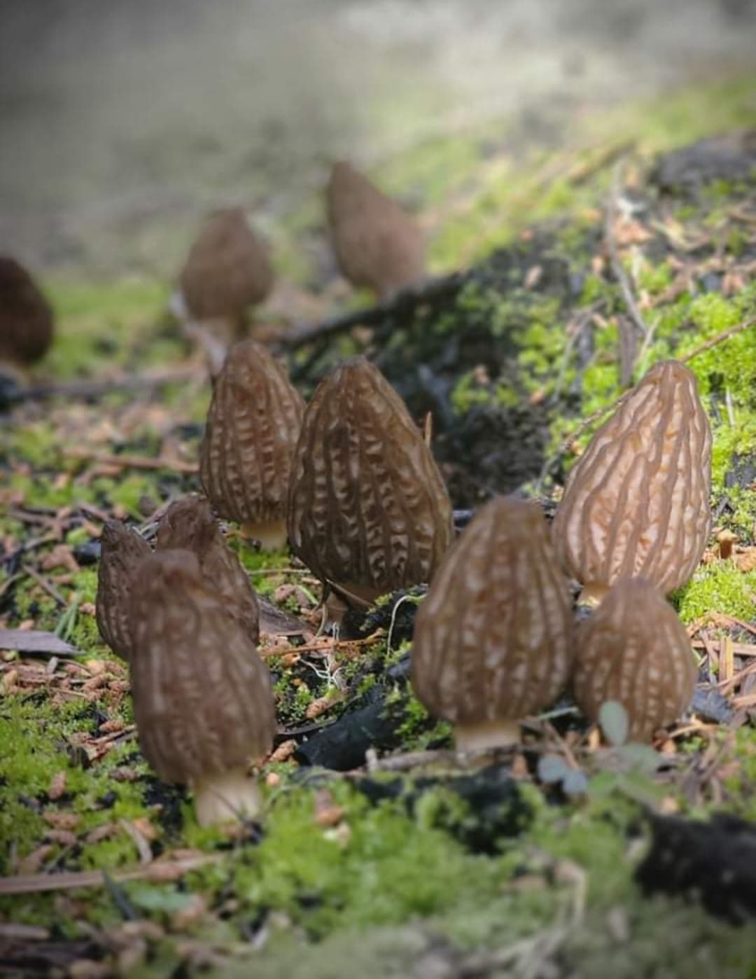 Pacific Ridge Foragers 's banner