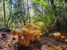 Pacific Ridge Foragers 