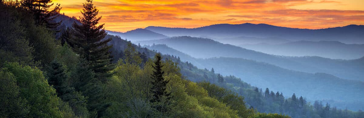 Tennessee Wild Treats's banner