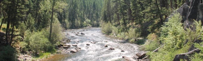 Wild Foraged Montana's banner