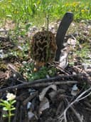 Skip’s Shrooms