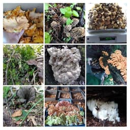 Wild Foraged Goods