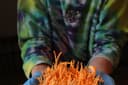Cordyceps Connection 