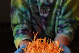 Cordyceps Connection 