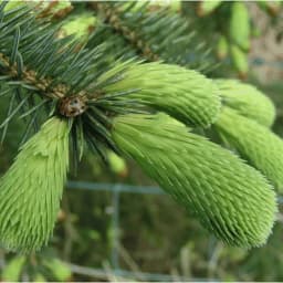 Spruce On Tap