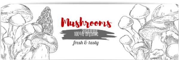 Alecs Amazing mushrooms's banner