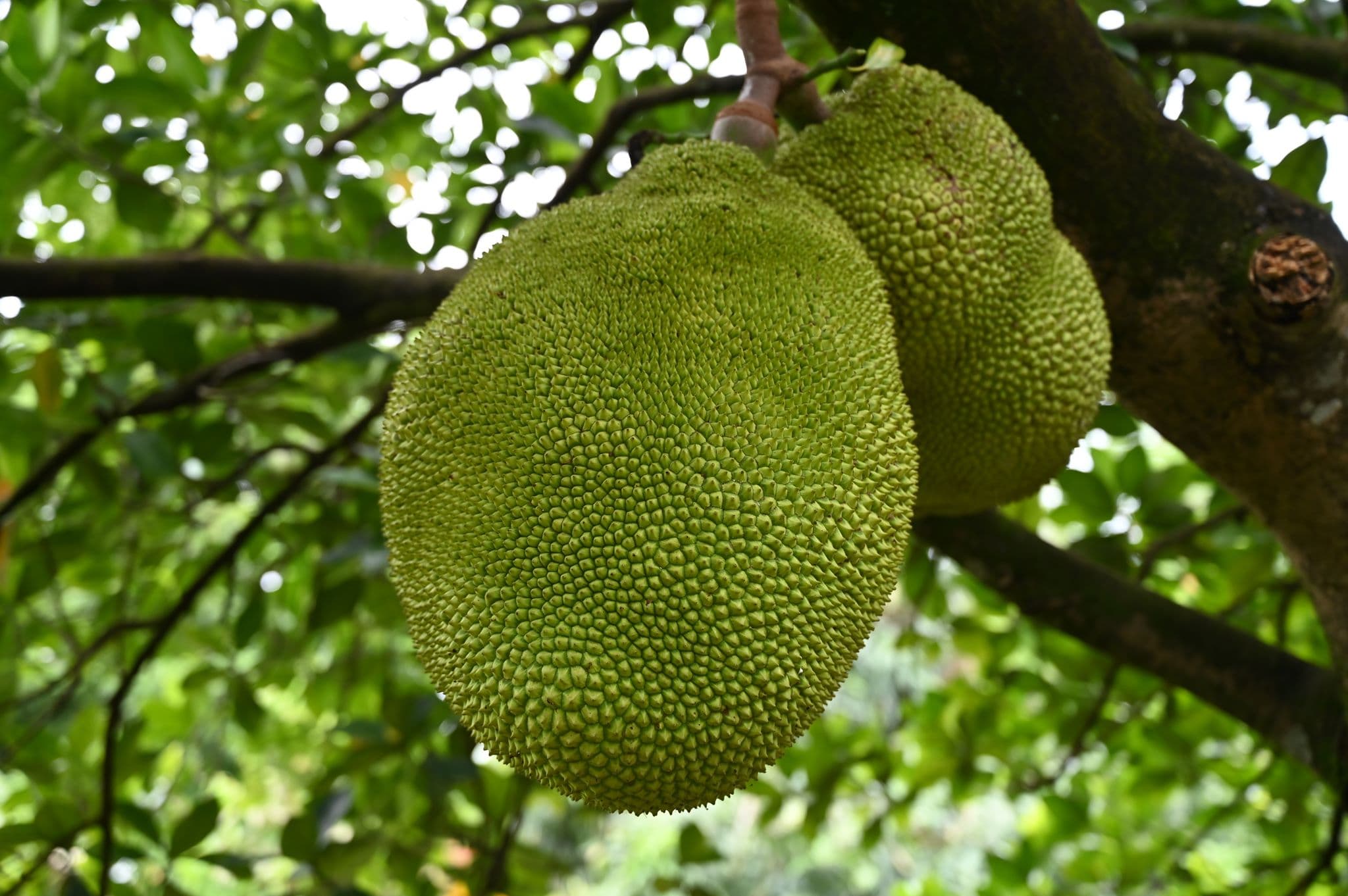 Fruit Hunters's banner