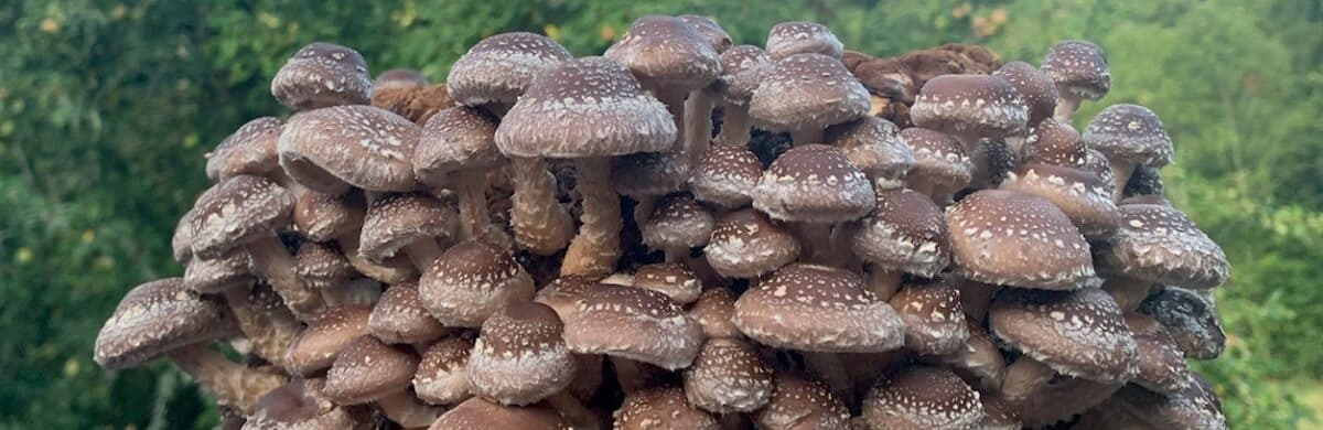 Blue Sky Fungi LLC's banner