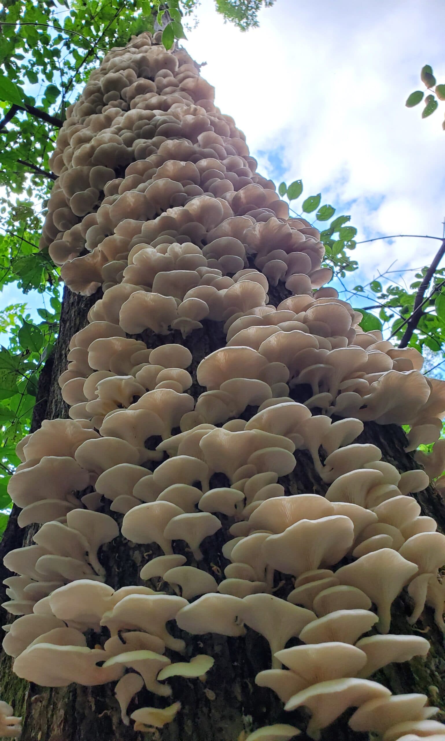 Forage to Table- Wild Hunted Mushrooms's banner