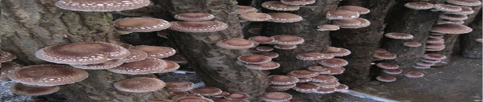Mushroom Man 's banner