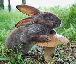 Laughing Rabbit Mushrooms