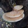 Blue Ridge Forage