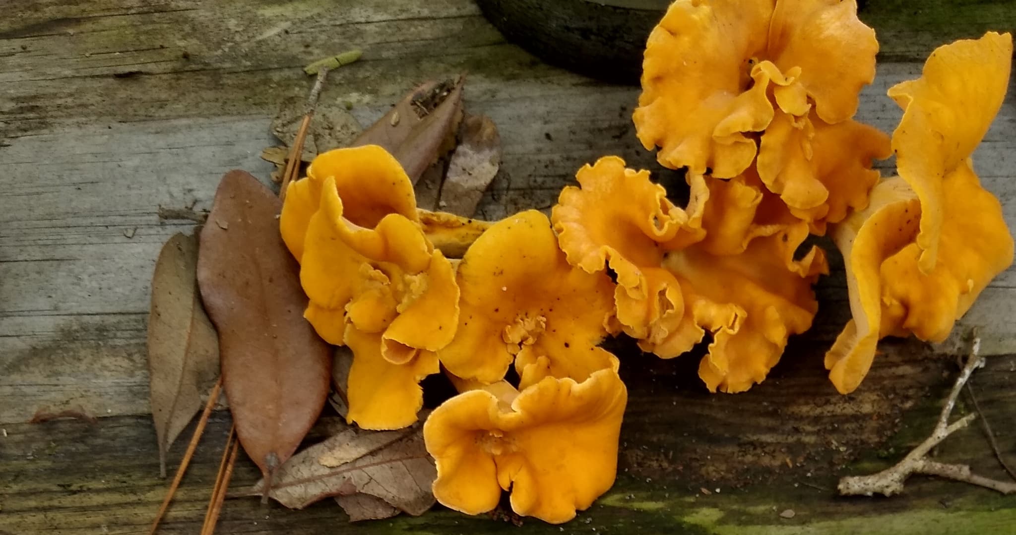 ZionShrooms's banner