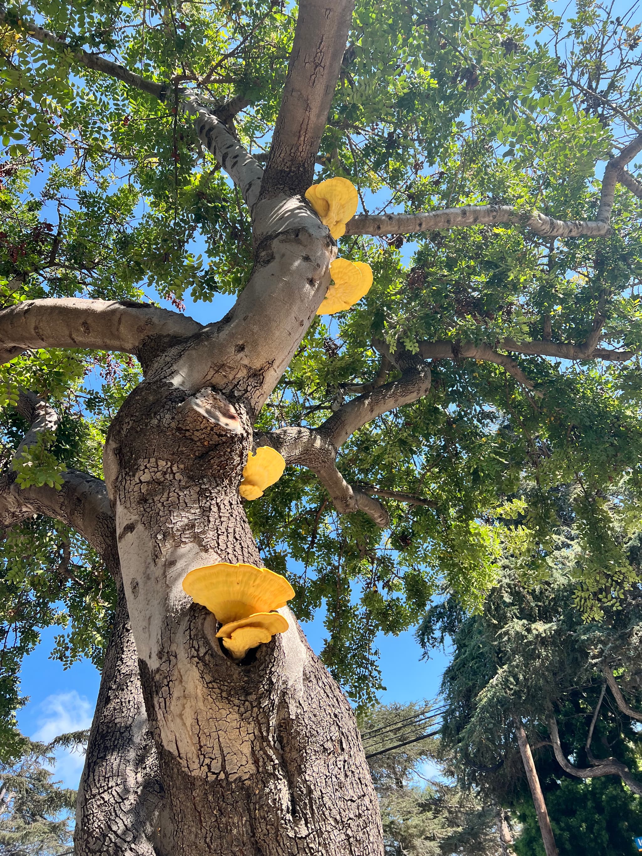 Quinn’s Shroomery's banner