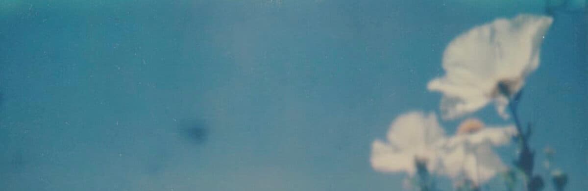 fungiandbranches's banner