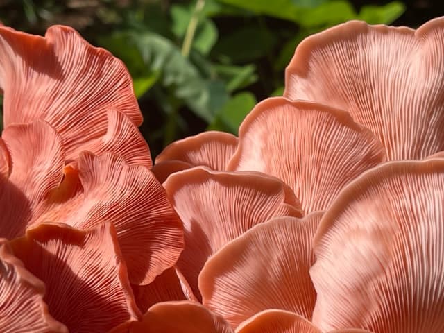 Paumalu Fungi's banner