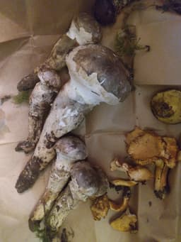 Westcoast foragers