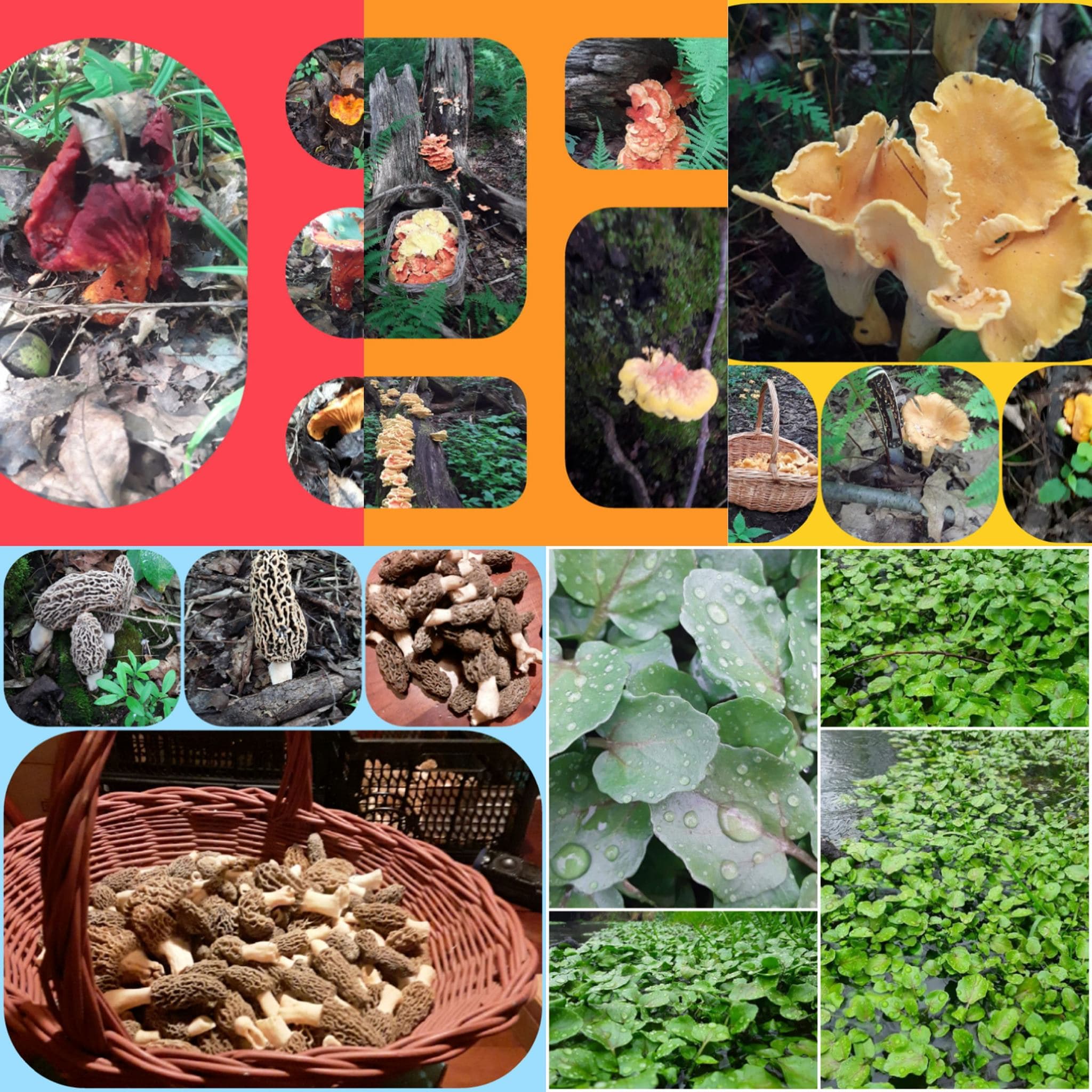 Wild Foraged Goods's banner