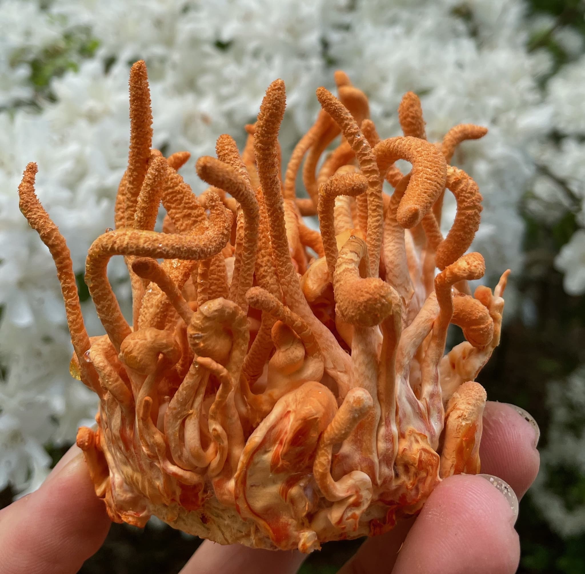 One Fungi's banner