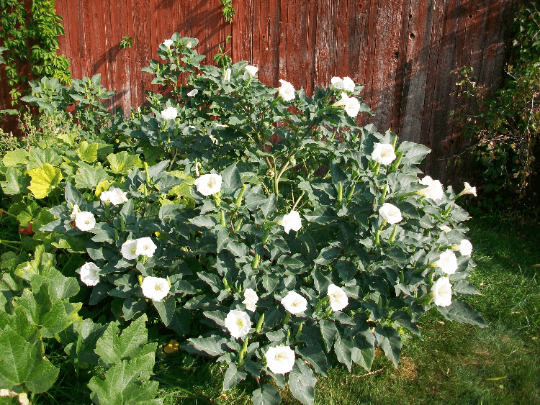 Montana Moonflowers's banner