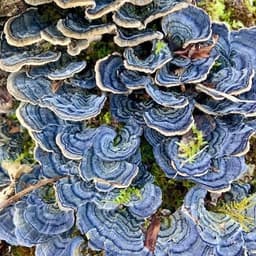 Devils Hill Herbs