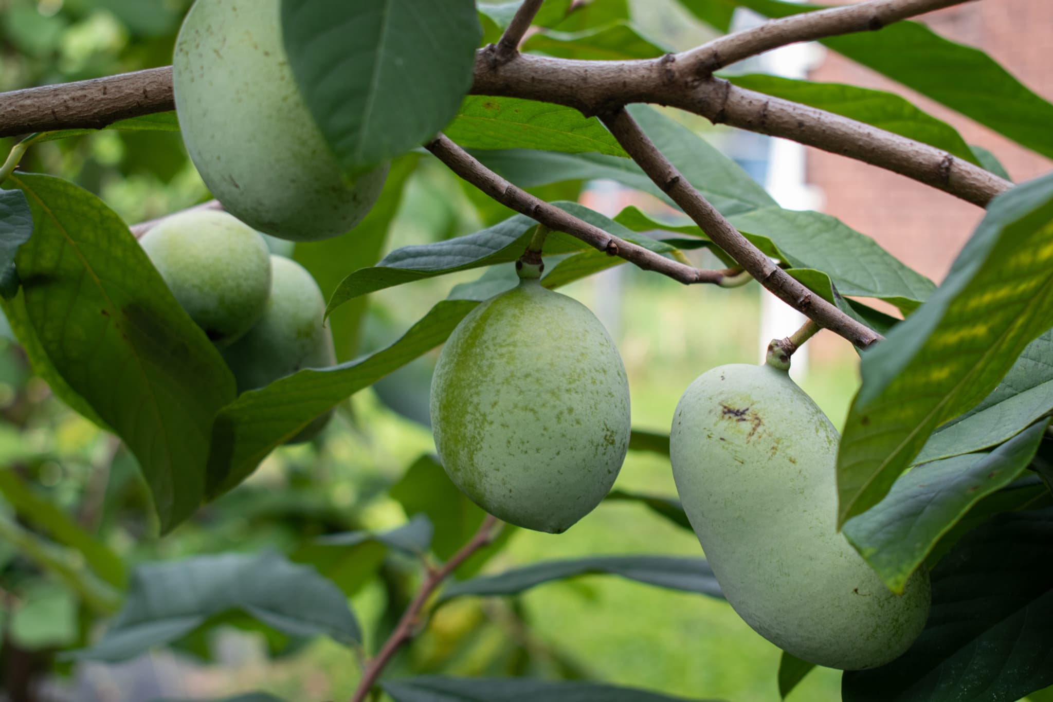 Old Hushers Indigenous Orchards's banner