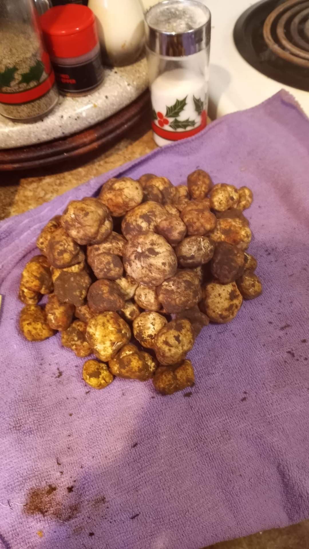 White truffle harvest's banner