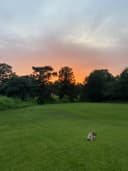 Three oaks 